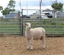 Sheep Trax Memphis 405M